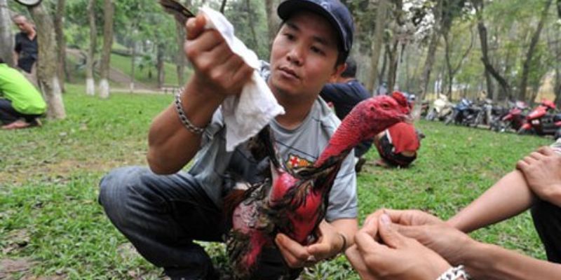 Cách nuôi gà đá bo lớn - Cắt tích tai